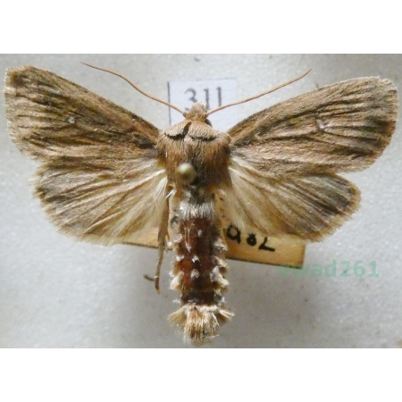 Lenisa geminipuncta (Haworth, 1809) Czech31l